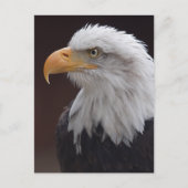 Briefkaart Proud Eagle (Voorkant)