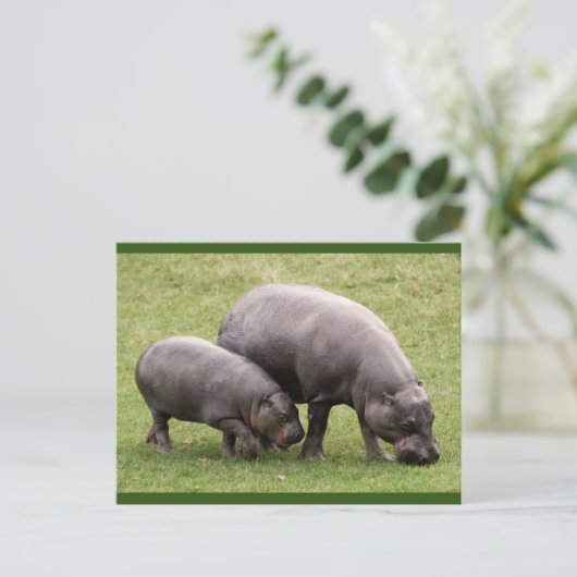 Briefkaart Pygmy Hippos (Staand voorkant)
