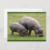 Briefkaart Pygmy Hippos (Voorkant / Achterkant)