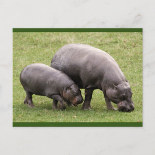 Briefkaart Pygmy Hippos