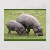 Briefkaart Pygmy Hippos (Voorkant)
