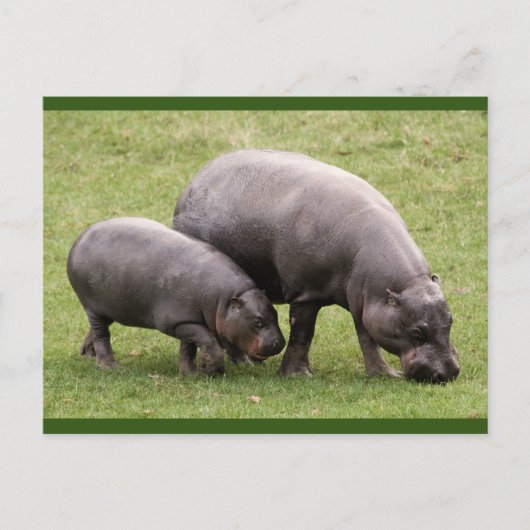 Briefkaart Pygmy Hippos (Voorkant)