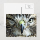 Briefkaart Raptor (Voorkant / Achterkant)