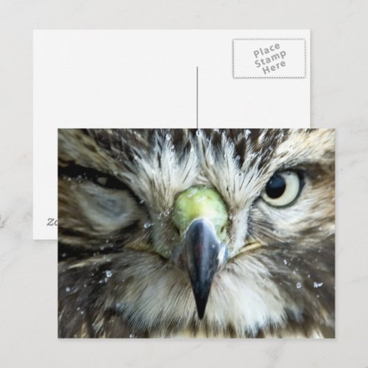 Briefkaart Raptor (Voorkant / Achterkant)