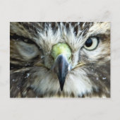 Briefkaart Raptor (Voorkant)