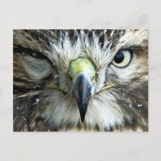 Briefkaart Raptor (Voorkant)