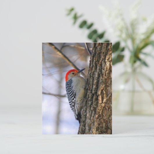 Briefkaart Red-Bellied Woodpecker (Staand voorkant)