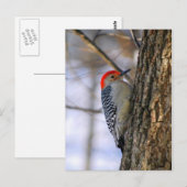 Briefkaart Red-Bellied Woodpecker (Voorkant / Achterkant)