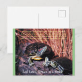 briefkaart "Red Eared Turtles" (Voorkant / Achterkant)