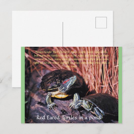 briefkaart "Red Eared Turtles" (Voorkant / Achterkant)