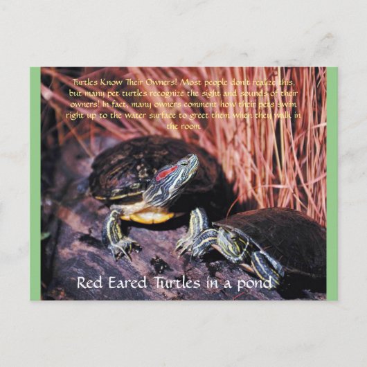 briefkaart "Red Eared Turtles" (Voorkant)