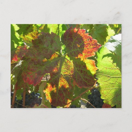 Briefkaart - Red Grape Leaf on Vine (Voorkant)