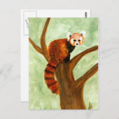 Briefkaart Red Panda (Voorkant / Achterkant)