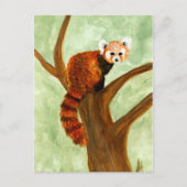 Briefkaart Red Panda (Voorkant)
