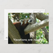 Briefkaart Red Panda (Voorkant / Achterkant)