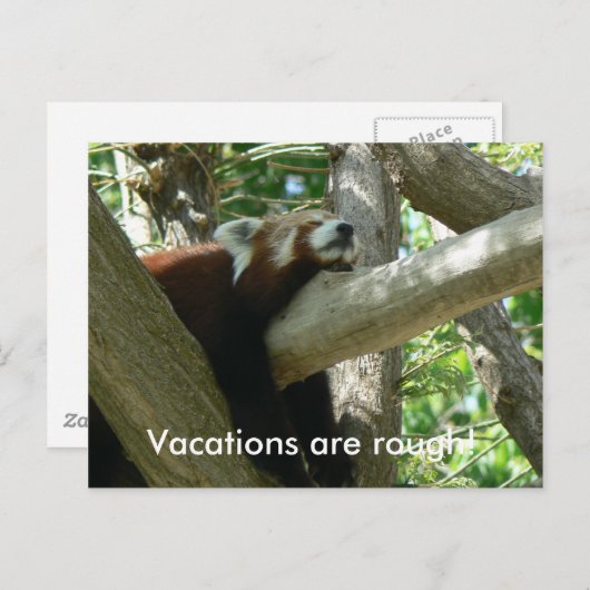 Briefkaart Red Panda (Voorkant / Achterkant)