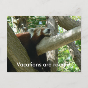 Briefkaart Red Panda