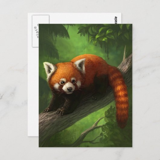 Briefkaart Red Panda (Voorkant / Achterkant)