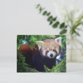 Briefkaart Red Panda (Staand voorkant)