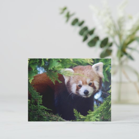 Briefkaart Red Panda (Staand voorkant)