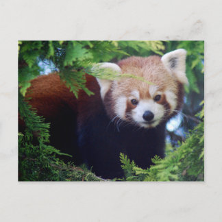 Briefkaart Red Panda