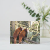 Briefkaart Red Pandas (Staand voorkant)