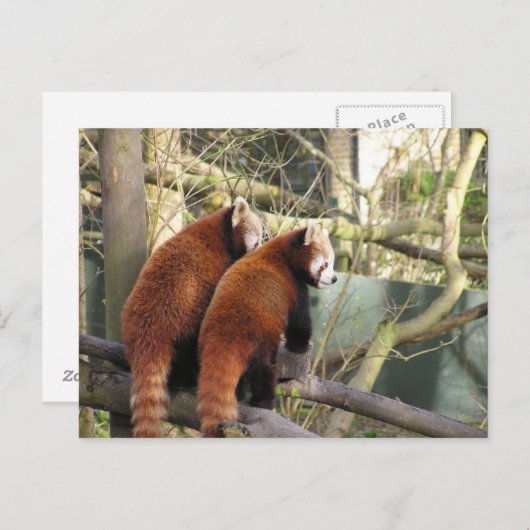Briefkaart Red Pandas (Voorkant / Achterkant)