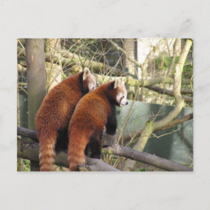 Briefkaart Red Pandas