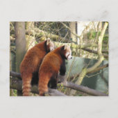 Briefkaart Red Pandas (Voorkant)