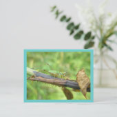 Briefkaart regenboogsprinkhaan (Staand voorkant)