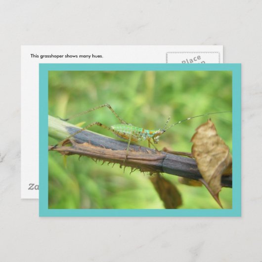 Briefkaart regenboogsprinkhaan (Voorkant / Achterkant)