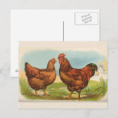  Briefkaart "Rhode Island Red Chicken" (Voorkant / Achterkant)