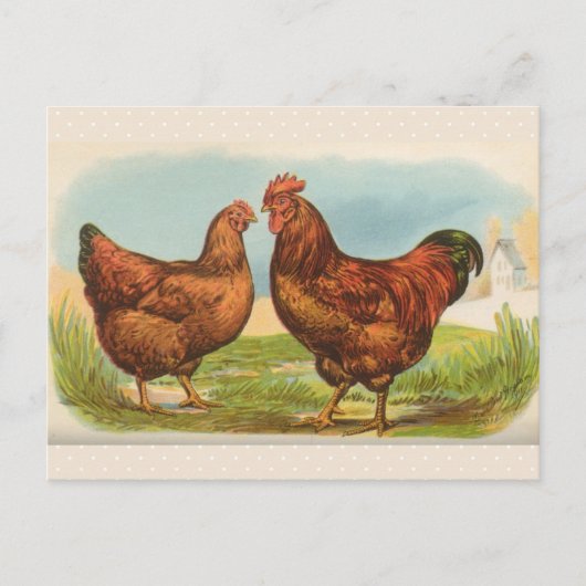  Briefkaart "Rhode Island Red Chicken" (Voorkant)
