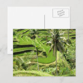 Briefkaart Rice Fields, Bali (Voorkant / Achterkant)