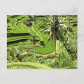 Briefkaart Rice Fields, Bali (Voorkant)