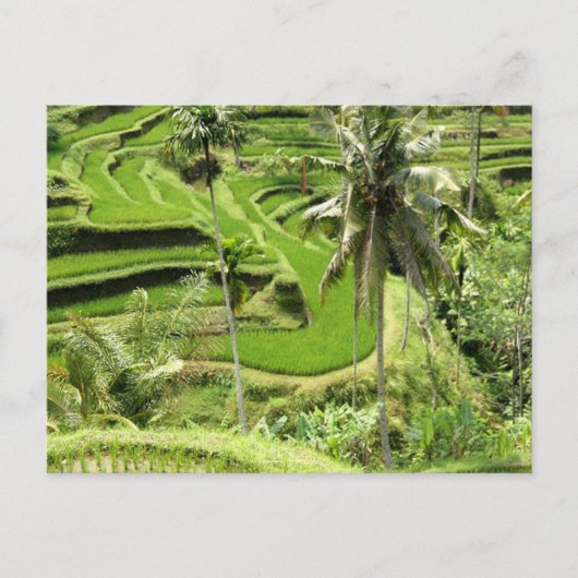 Briefkaart Rice Fields, Bali (Voorkant)