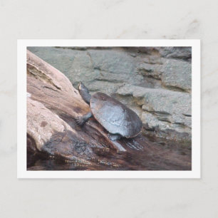 briefkaart "River Turtle"