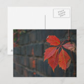 Briefkaart rode bladeren (Voorkant / Achterkant)