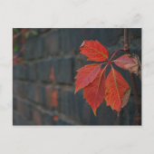 Briefkaart rode bladeren (Voorkant)
