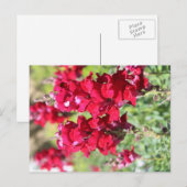 Briefkaart rode bloemen (Voorkant / Achterkant)