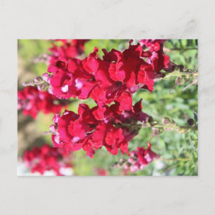 Briefkaart rode bloemen