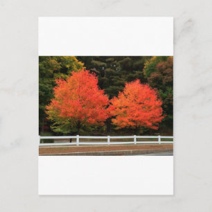 Briefkaart rode bomen