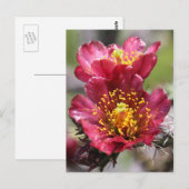Briefkaart Rode Cholla Blooms (Voorkant / Achterkant)