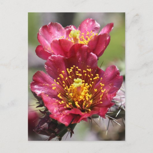 Briefkaart Rode Cholla Blooms (Voorkant)