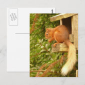 Briefkaart rode eekhoorn (Voorkant / Achterkant)