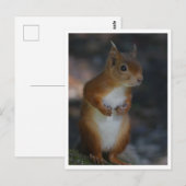 Briefkaart rode eekhoorn (Voorkant / Achterkant)