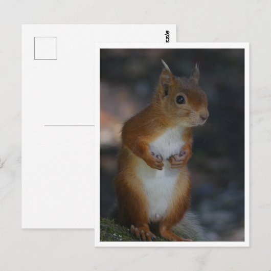 Briefkaart rode eekhoorn (Voorkant / Achterkant)