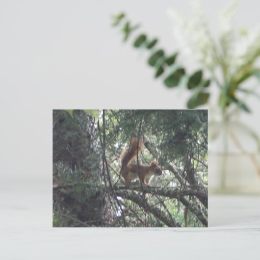 Briefkaart rode eekhoorn (Staand voorkant)