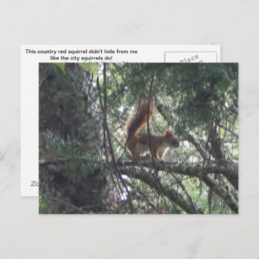 Briefkaart rode eekhoorn (Voorkant / Achterkant)