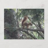 Briefkaart rode eekhoorn (Voorkant)